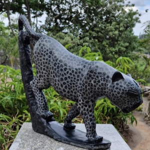 A Jaguars Story
