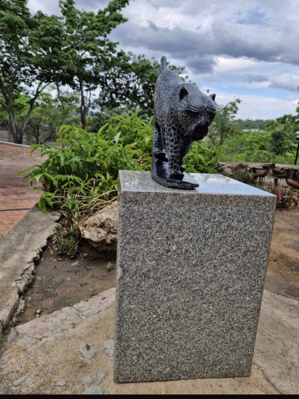 A Jaguars Story - Image 3