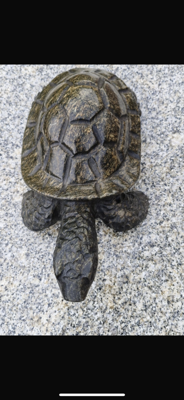 Mr Tortoise - Image 4